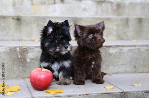 Two Yorkshire Terrier puppies are sitting on stone steps next to a red apple.