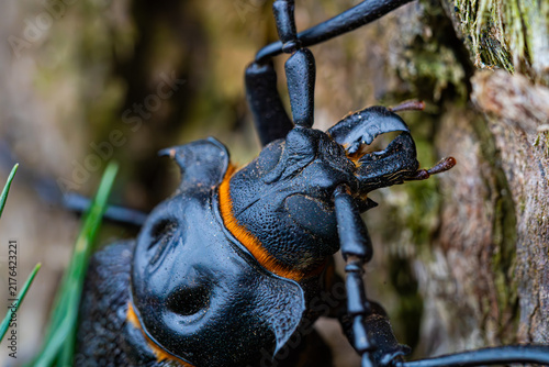 Canvastavla Extreme macro shot of Chilean giant longhorn beetle on tree bark