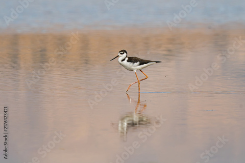 Konstfotografi Black-necked stilt walking in shallow lagoon water