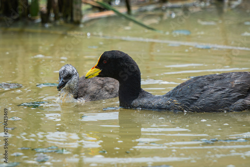 Foto Adult red-gartered coot swimming with chick in water