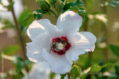 White flower pollinated by bees