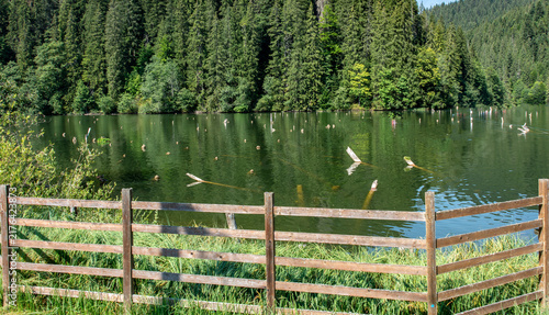 Wooden barriers on the shores of the lake