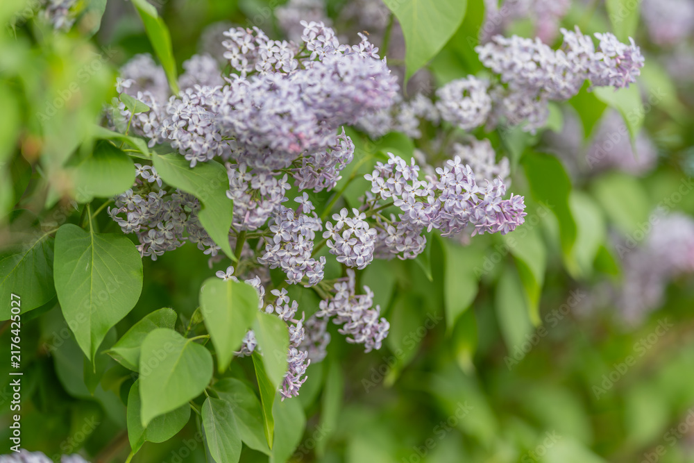 Fototapeta premium Intricate view of lilac flower veins and gradient. Precise macro shot capturing detailed vein pattern and subtle color blending on lilac petals for scientific purposes