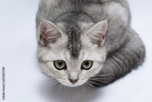 portrait of cute Scottish cat on white background