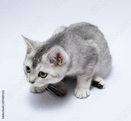 portrait of cute Scottish cat on white background