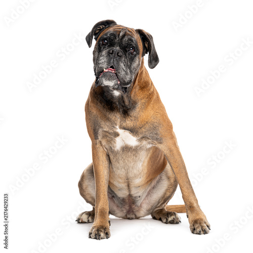 Photography Senior boxer dog sitting on white background