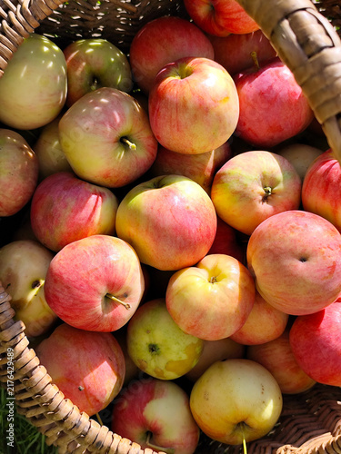 Vibrant and juicy ripe apples beautifully arranged in a rustic woven basket on fresh green grass under warm golden sunlight