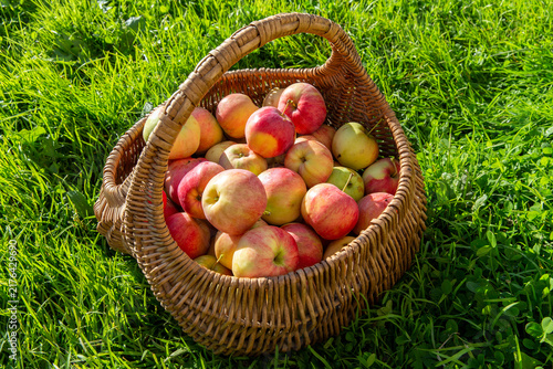 Vibrant and juicy ripe apples beautifully arranged in a rustic woven basket on fresh green grass under warm golden sunlight