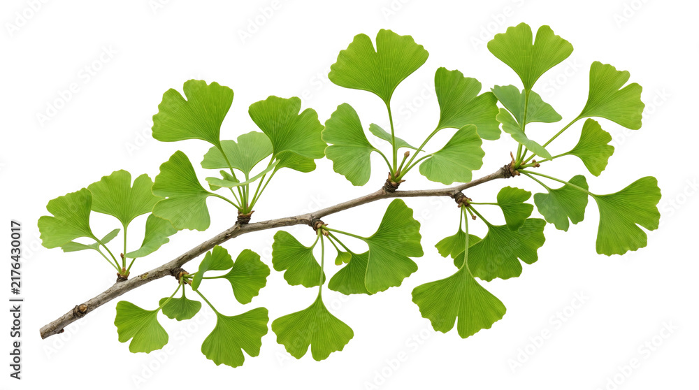 Obraz premium Ginkgo biloba tree branch with green leaves cutout on checker background representing health benefits.