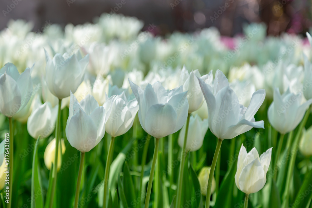 Obraz premium white tulips in the garden