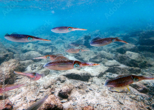 Konstfotografi Caribbean Reef Squid