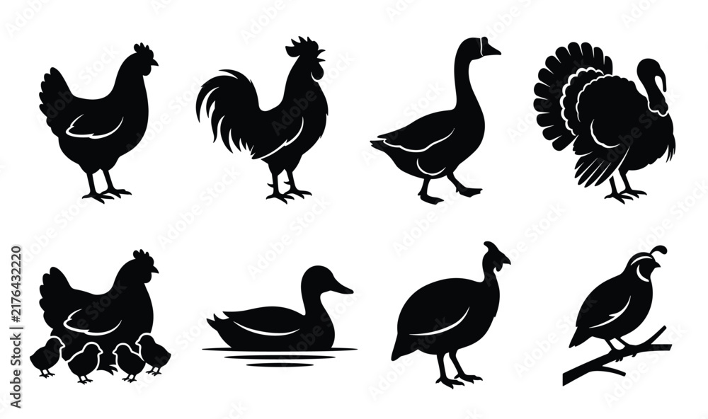 Obraz premium Farm poultry birds and domestic fowl black vector silhouettes collection