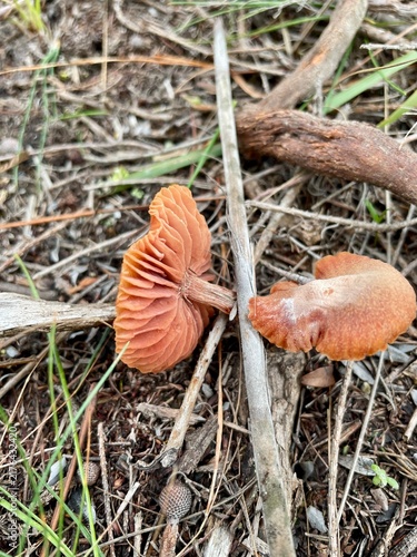 Fotografie orange deceiver mushrooms in the forest