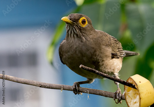 Картината върху платно Spectacled Thrush