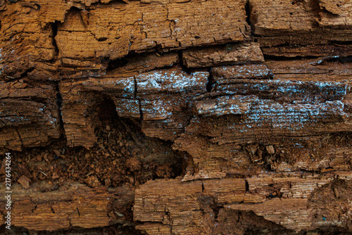 Fotografie Close up of decaying tree bark with lichen