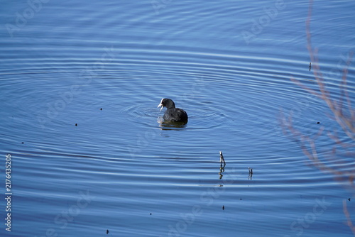 Foto Eurasian coot calling with open beak on pond water