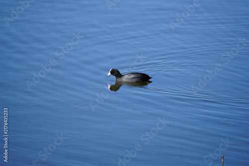 Foto Eurasian coot on pond water