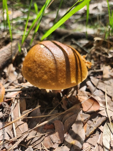 Fotografie orange cap boletus