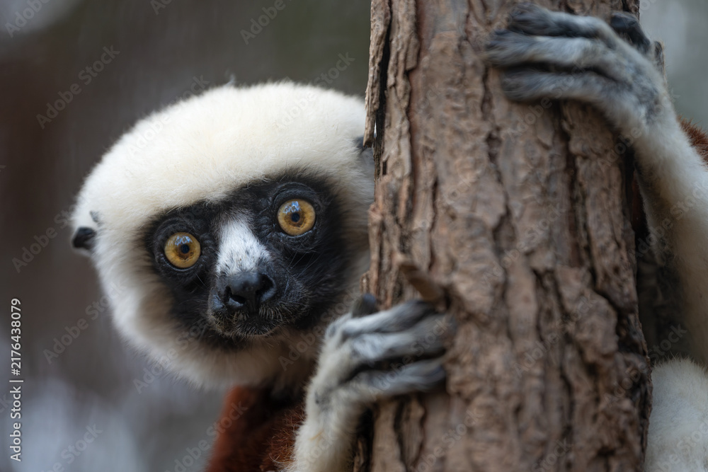 Obraz premium A close-up portrait of a coquerel's sifaka isolated from a background with natural bokeh on an overcast day in its natural dry habitat at Madagascar