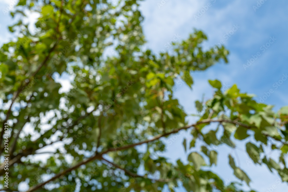 Obraz premium Blurred Image of a Tree with Blue Sky in Background, Abstract Nature Scene, Soft Focus and Motion Concept
