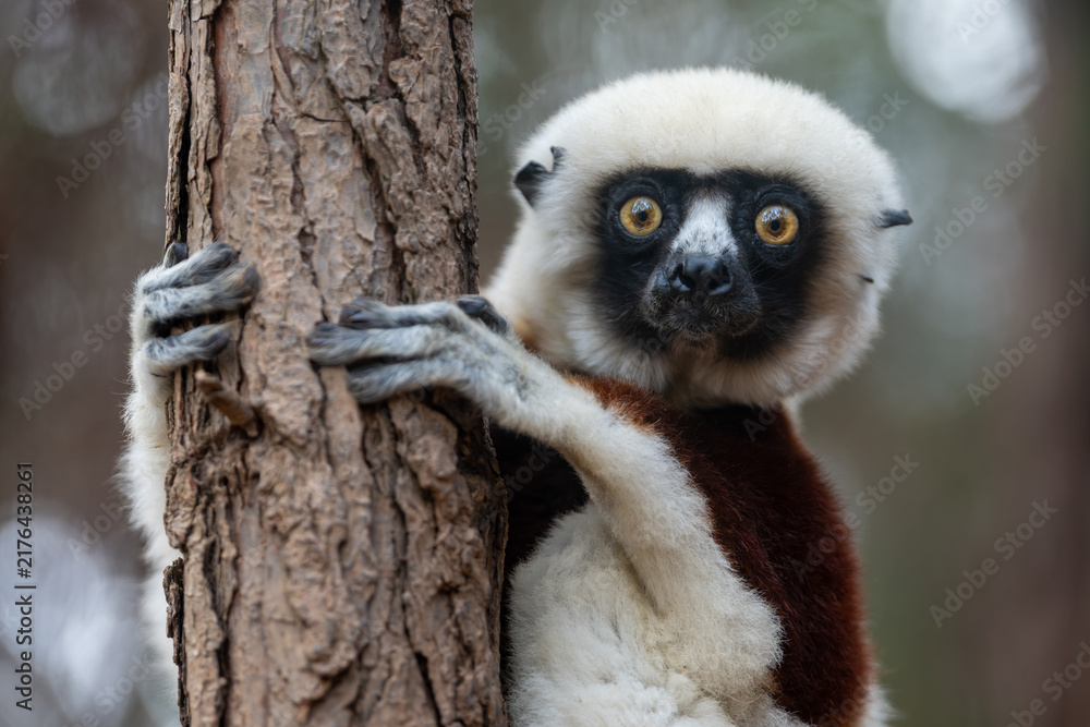 Obraz premium A close-up portrait of a critically endangered coquerel's sifaka isolated from a background with natural bokeh on an overcast day in its natural dry habitat at Madagascar