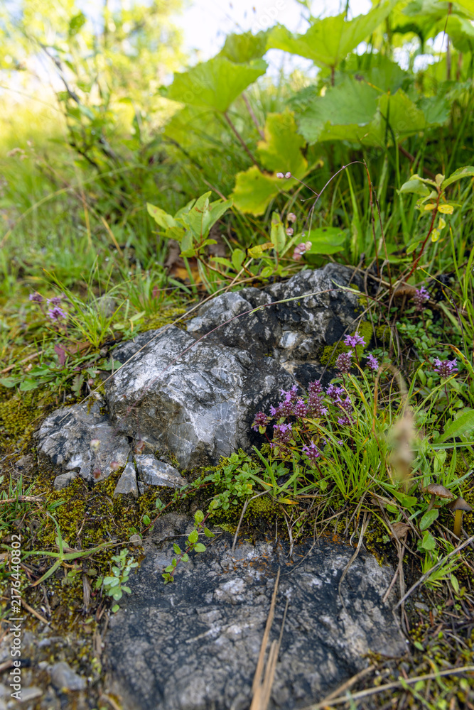 Fototapeta premium Small Purple Wildflowers Growing on Mountain Rock