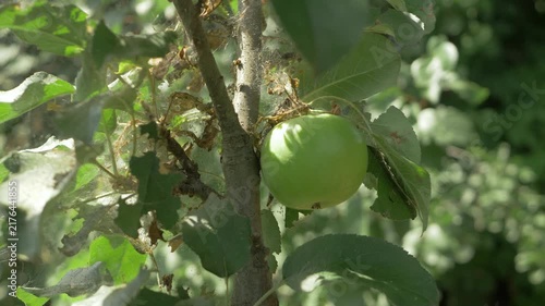 Infestation on apple tree. Green fruit contrasts with damaged leaves, cobwebs, and caterpillars. Orchard faces untreated pest problem. Sunny day highlights impact on fruit yield
