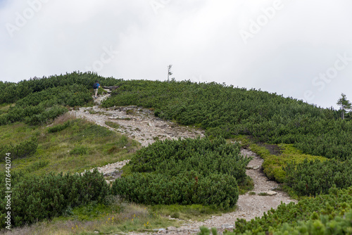 Konstfotografi Rocky Hiking Path Ascending Through Green Dwarf Pines in Mountains