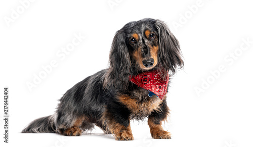 Bild auf Leinwand Dapple long haired dachshund wearing red bandana
