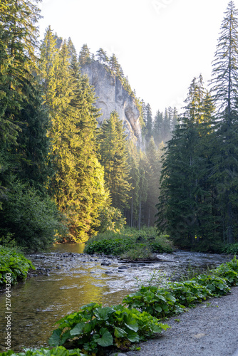 Mountain Stream in Dense Pine Forest Under Sunlit Rock Cliff