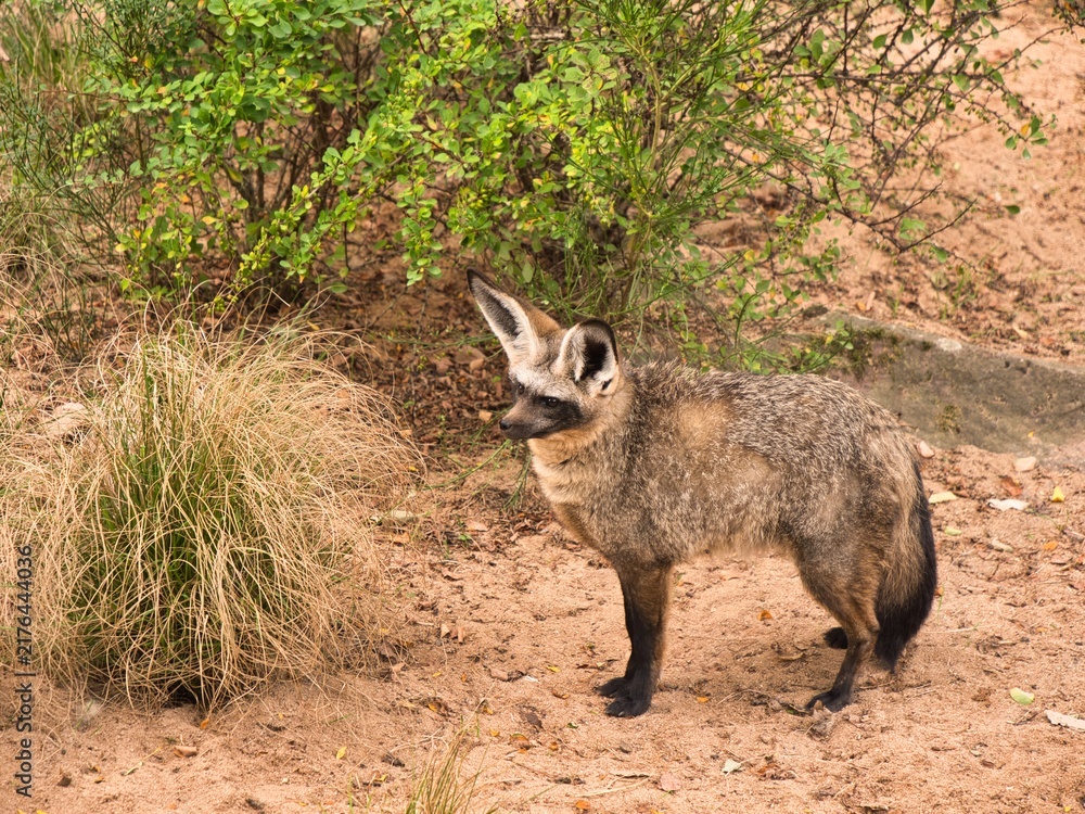 Obraz premium Photo of a bat-eared fox standing on sandy ground next to dry grass and green bushes.
