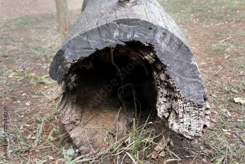 The Lines and Patterns on a tree that was cut down
