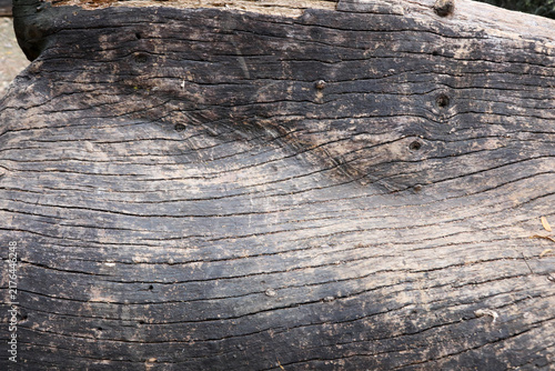 The Lines and Patterns on a tree that was cut down