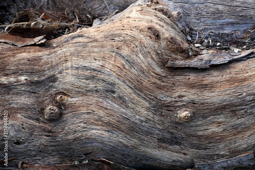 The Lines and Patterns on a tree that was cut down
