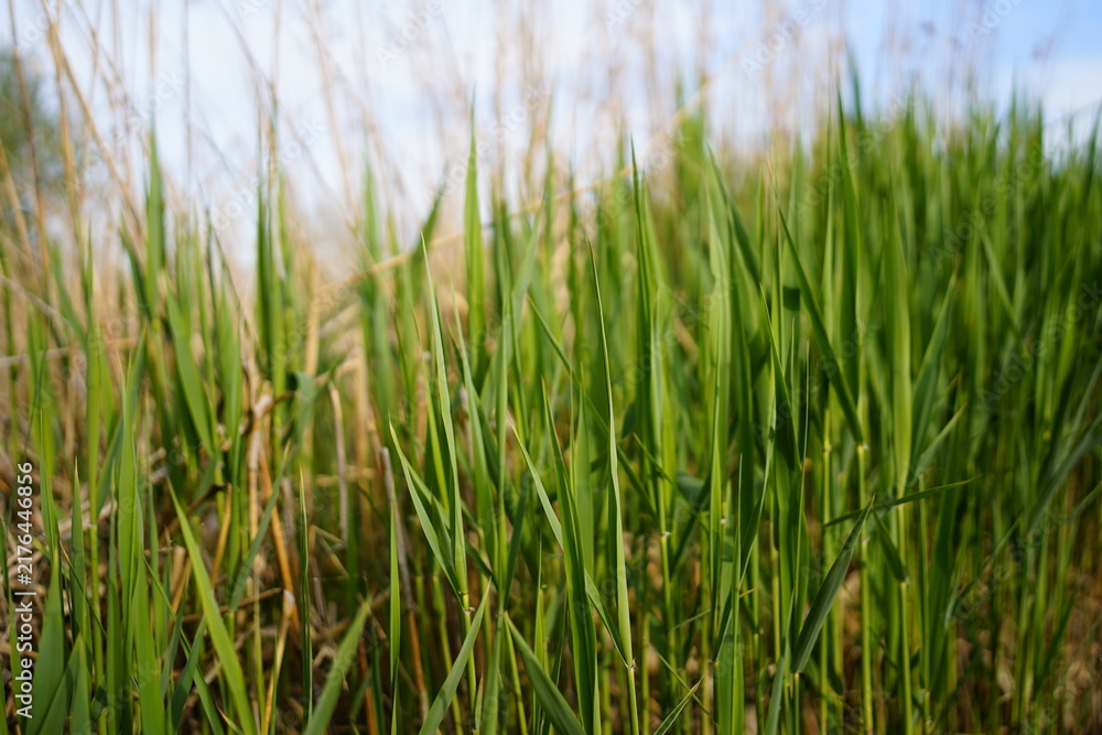 Obraz premium green grass in the wind