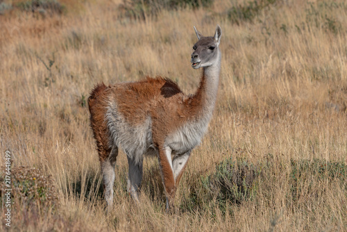 Foto Guanaco (Lama guanicoe) in tall grass