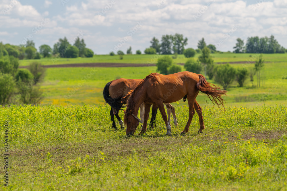 Obraz premium Two brown horses grazing in a sunlit green meadow