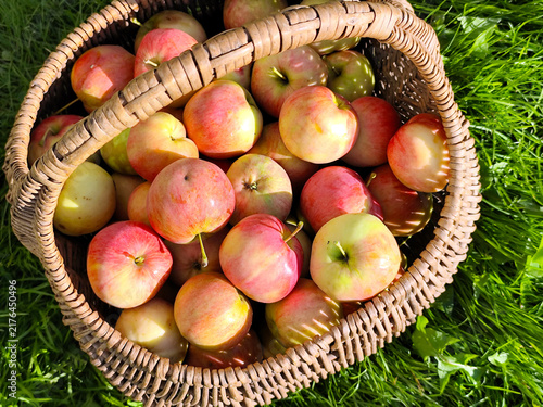Vibrant and juicy ripe apples beautifully arranged in a rustic wicker basket on fresh green grass under warm golden sunlight