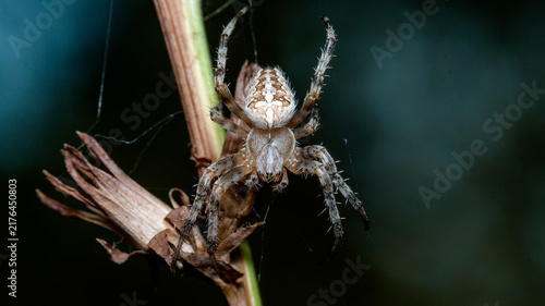 spider on a web