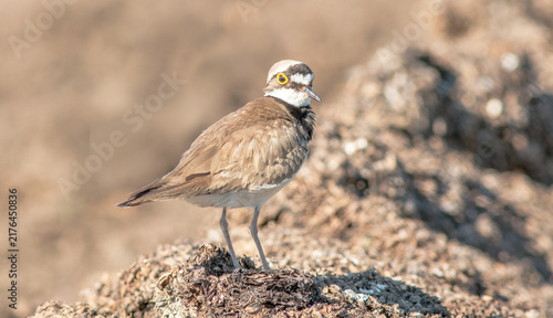 red backed shrike