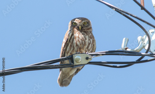 bird of prey