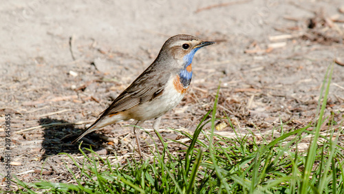 female house sparrow