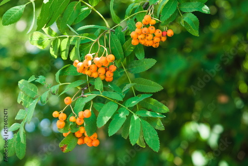 Rowan Branch with Bright Orange Berries