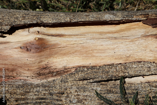 The Lines Rings and Patterns on a tree that was cut down