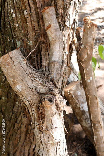 The Lines Rings and Patterns on a tree that was cut down
