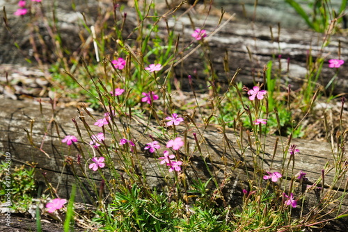 Blooming Maiden Pink Flower Between Old Wooden Posts