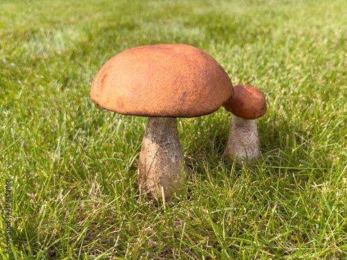 Canvas Print Forest aspen bolete mushrooms (lat