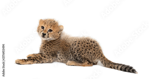 Foto Adorable two month old northeast african cheetah cub lying