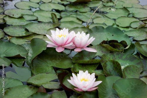 Cuadro en lienzo Pink and white water lilies blooming among dense green lily pads on a calm pond, creating a peaceful botanical nature scene