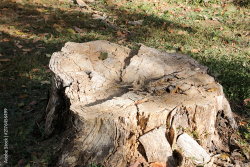 The Lines Rings and Patterns on a tree Stump that was cut down